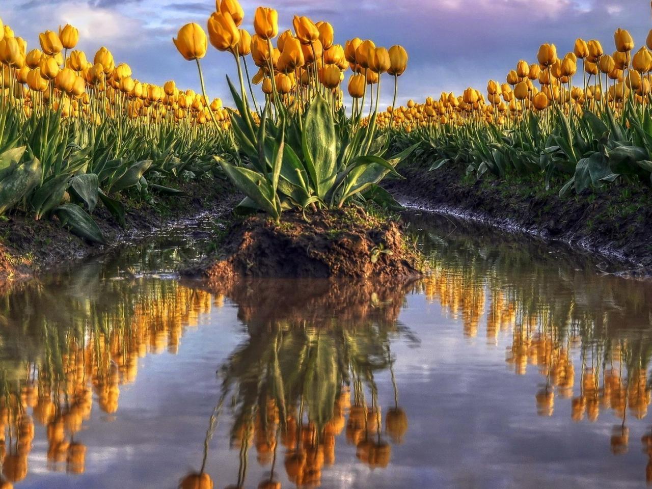обои Желтые тюльпаны в болотe фото
