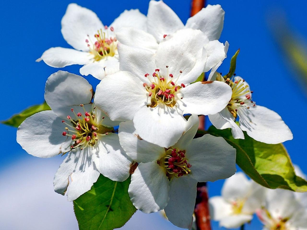 обои Весна,   цветы яблони на фоне голубого неба фото