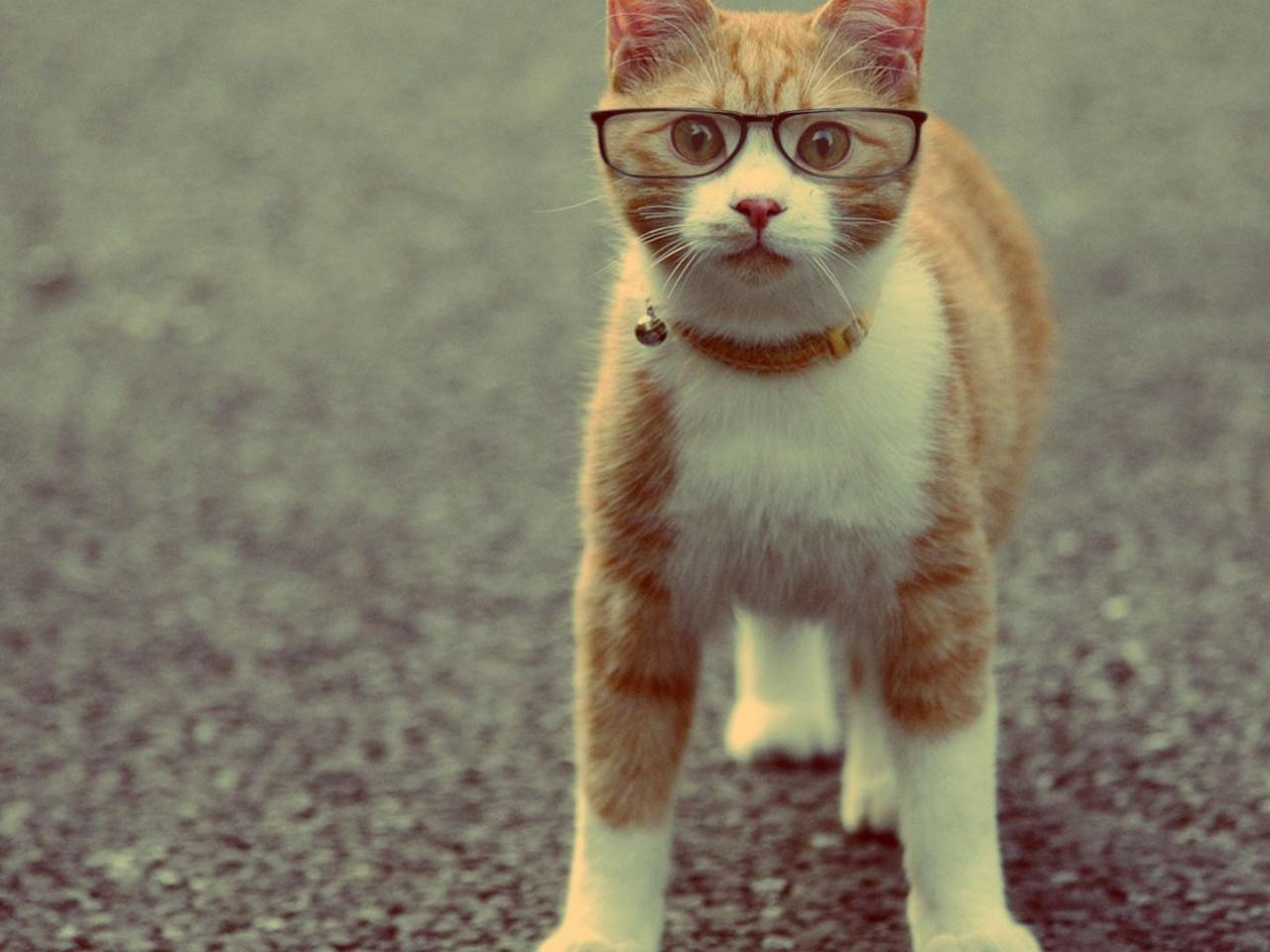 обои Рыжий кот в очках фото