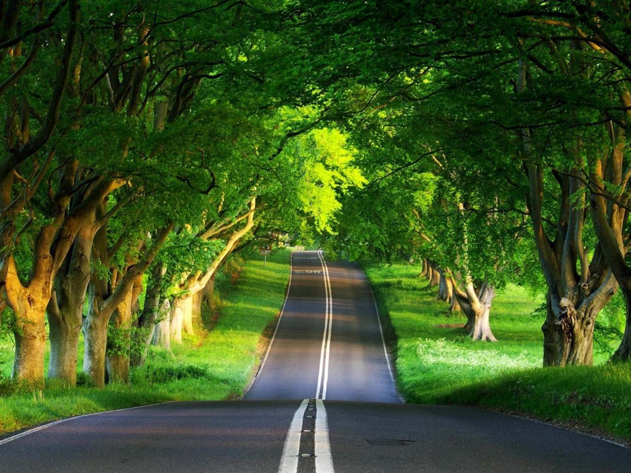 обои Дорога через зеленый лес фото