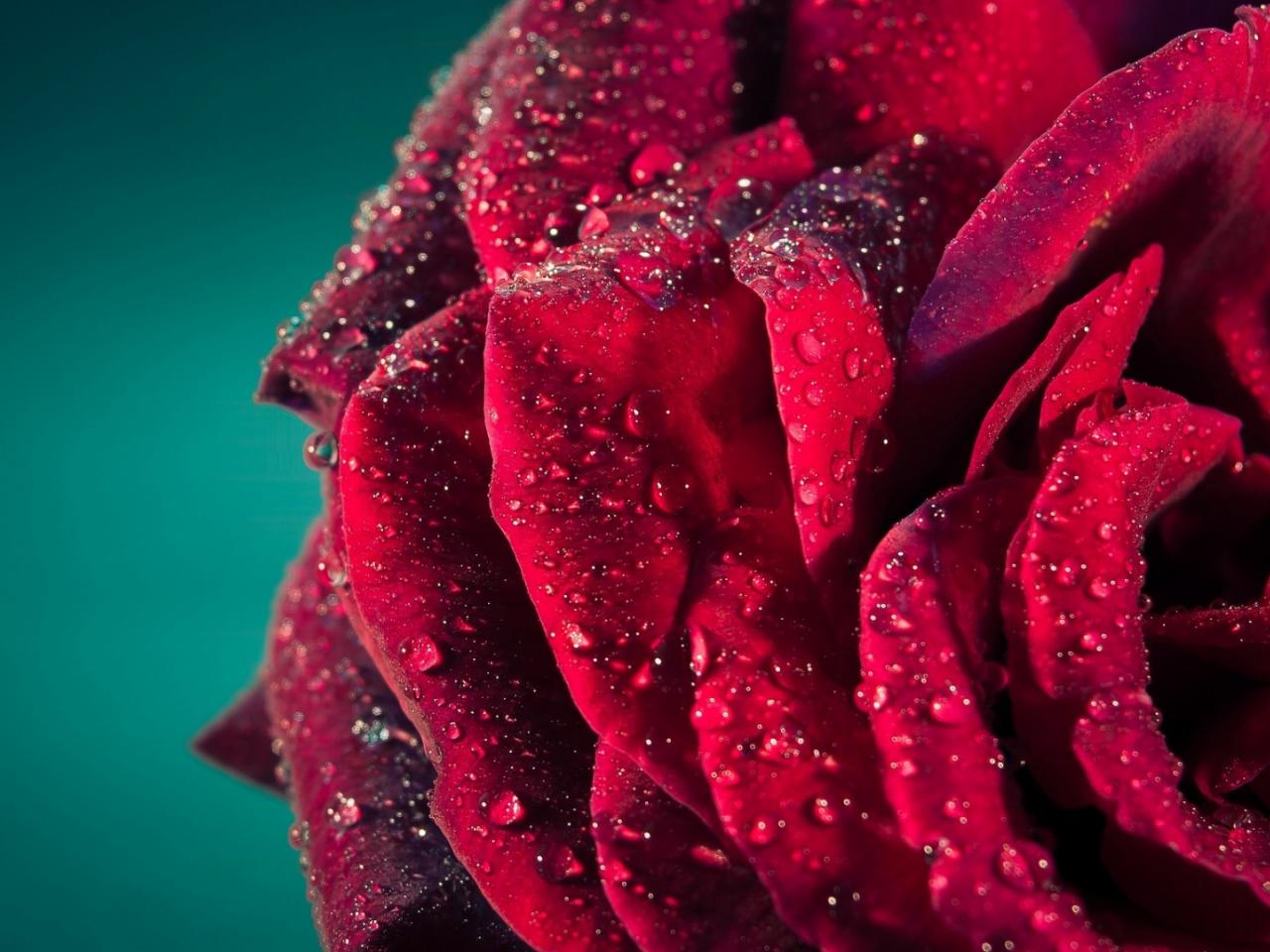 обои Ярко красная роза в росе фото