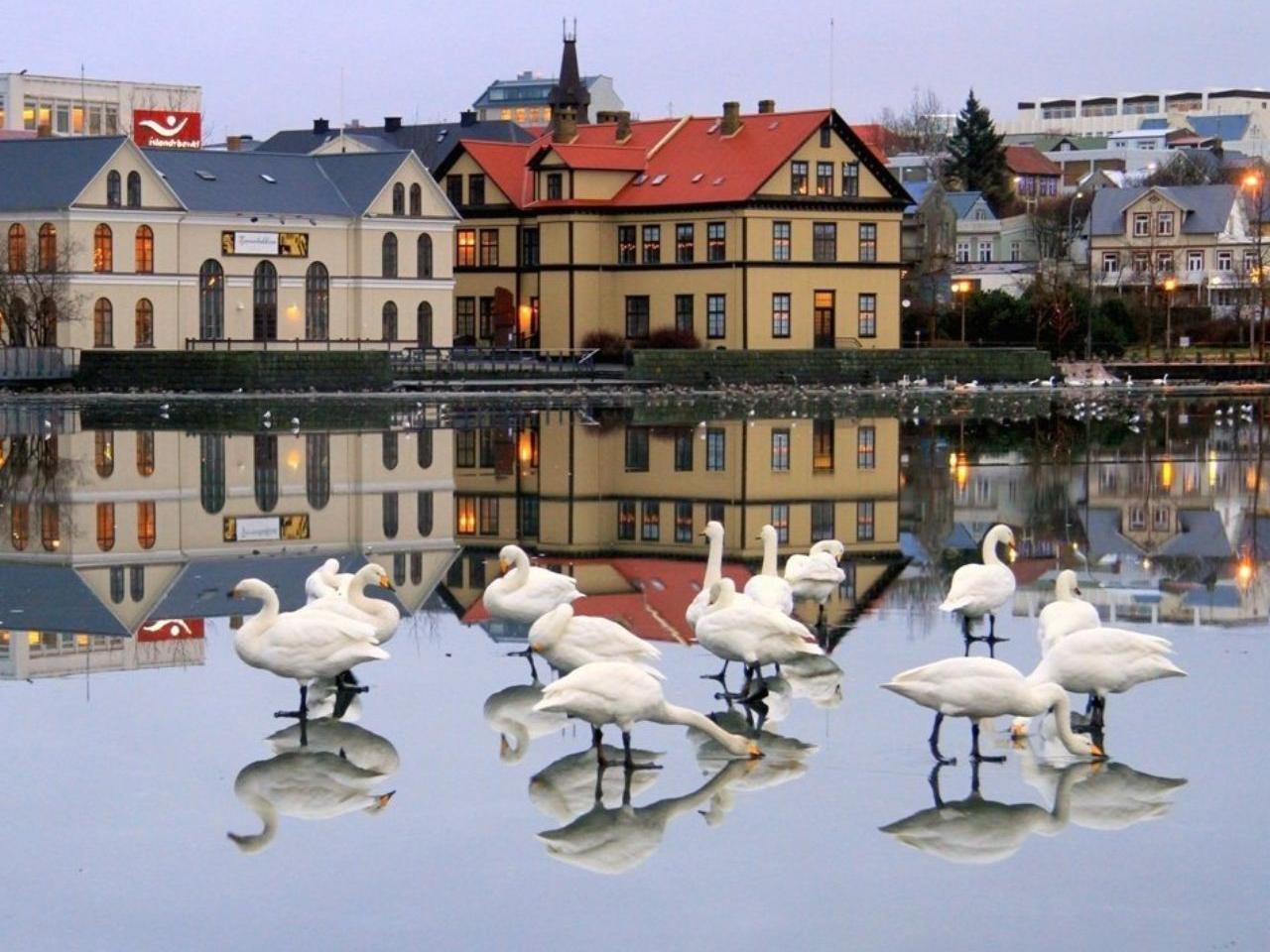 обои Лебеди в городе фото