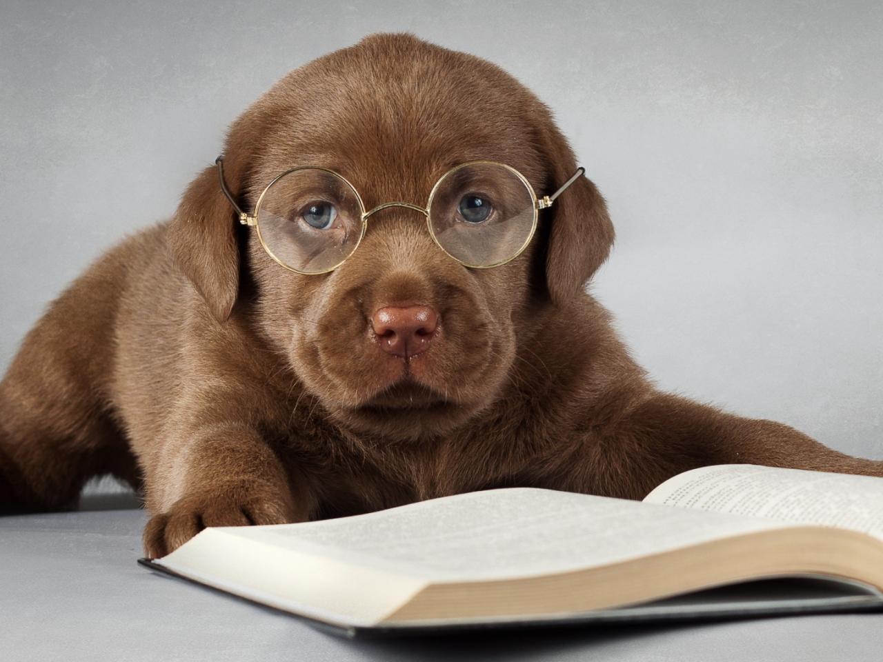 обои Любопытный щенок книголюб фото