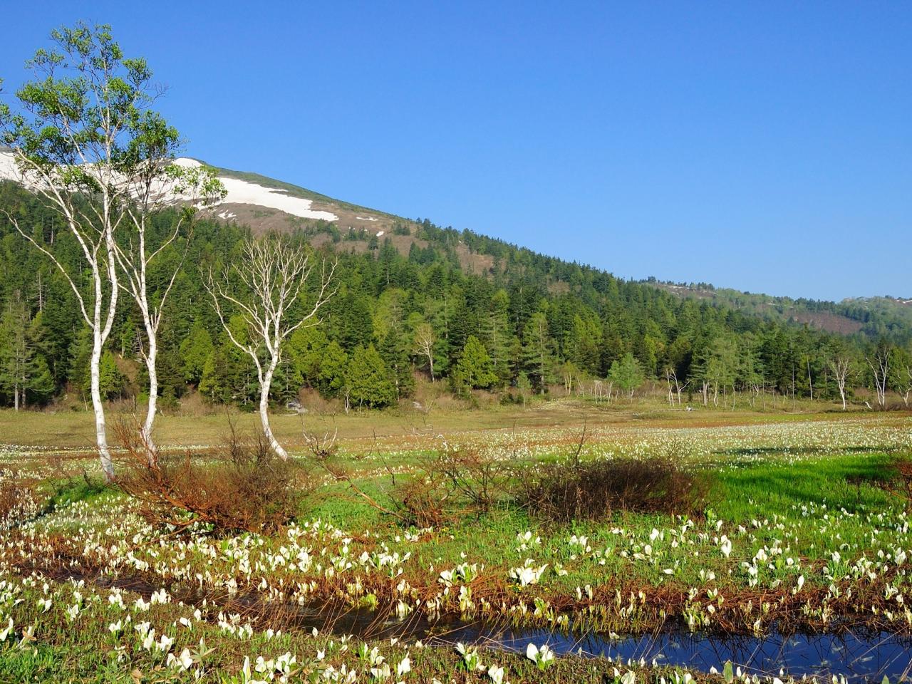 обои Весенний ручей в горах,   среди свежести цветущей природы фото