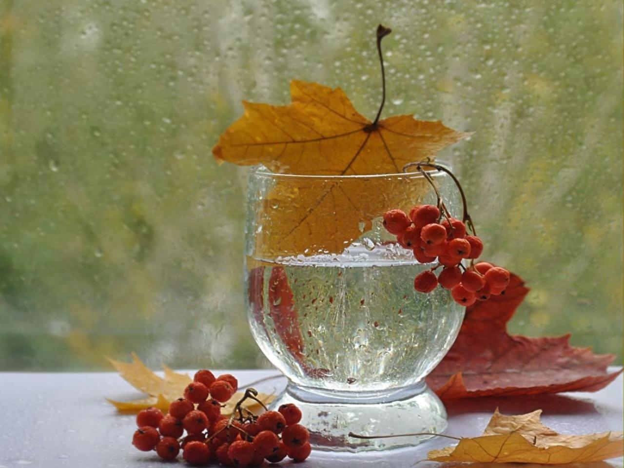 обои Натюрморт - Осенние листья и рябина фото