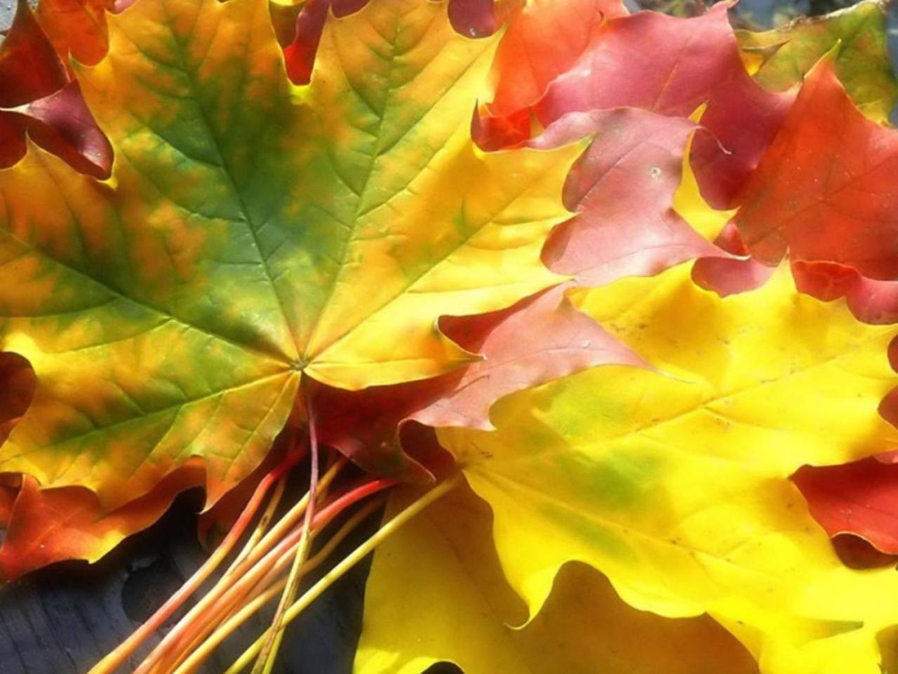 обои Разноцветные листья осени фото