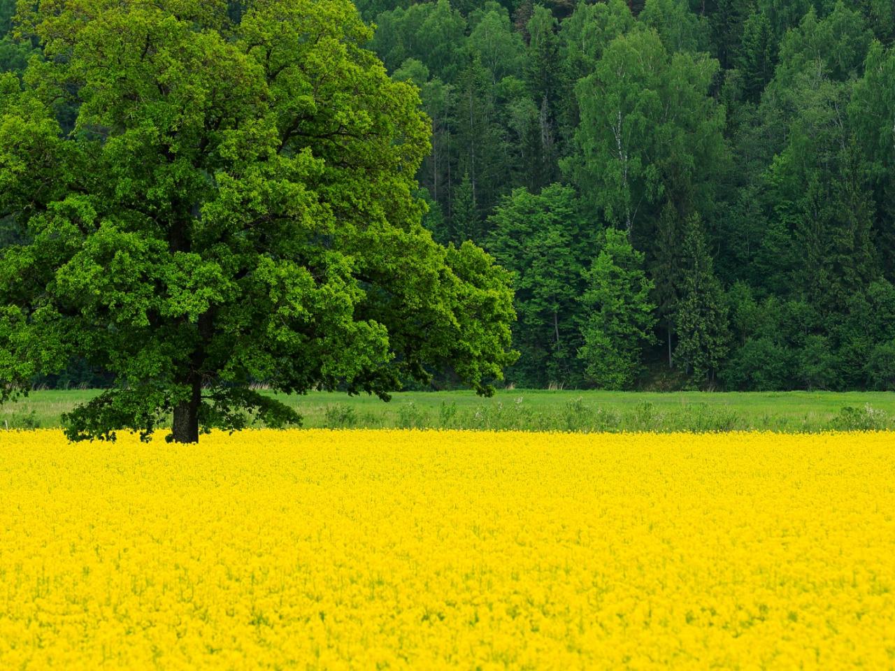 обои Поляна желтых цветов на окраине леса фото