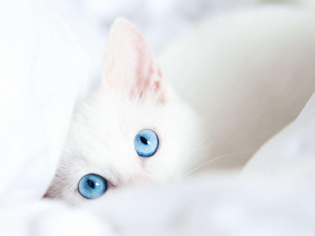 обои Небесно-голубые глаза белой кошки фото