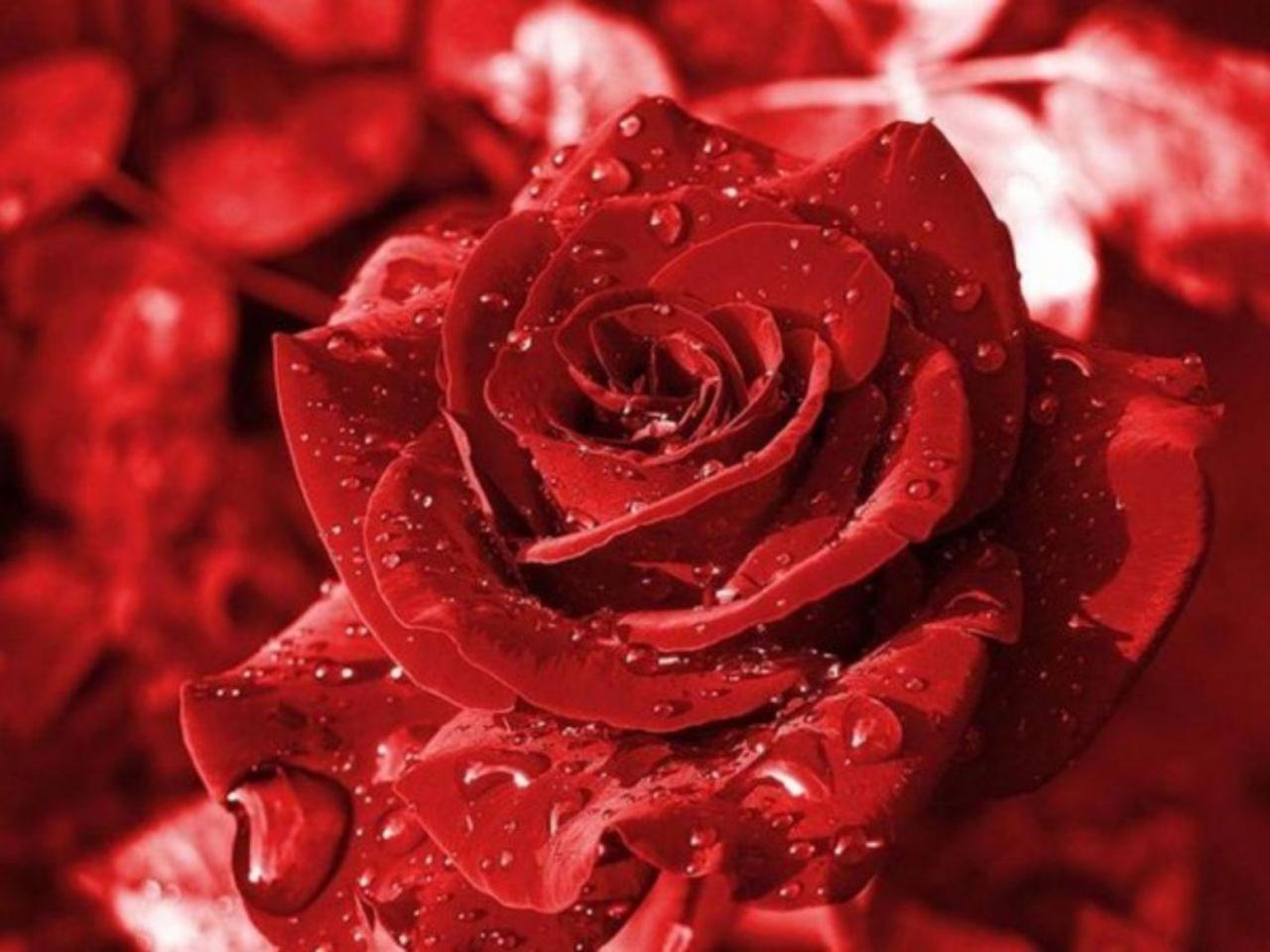 обои Роза красная в каплях фото