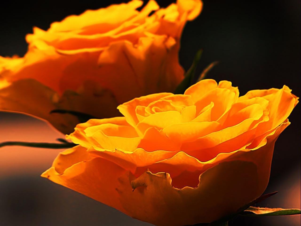 обои Розы жёлто-солнечный свет фото