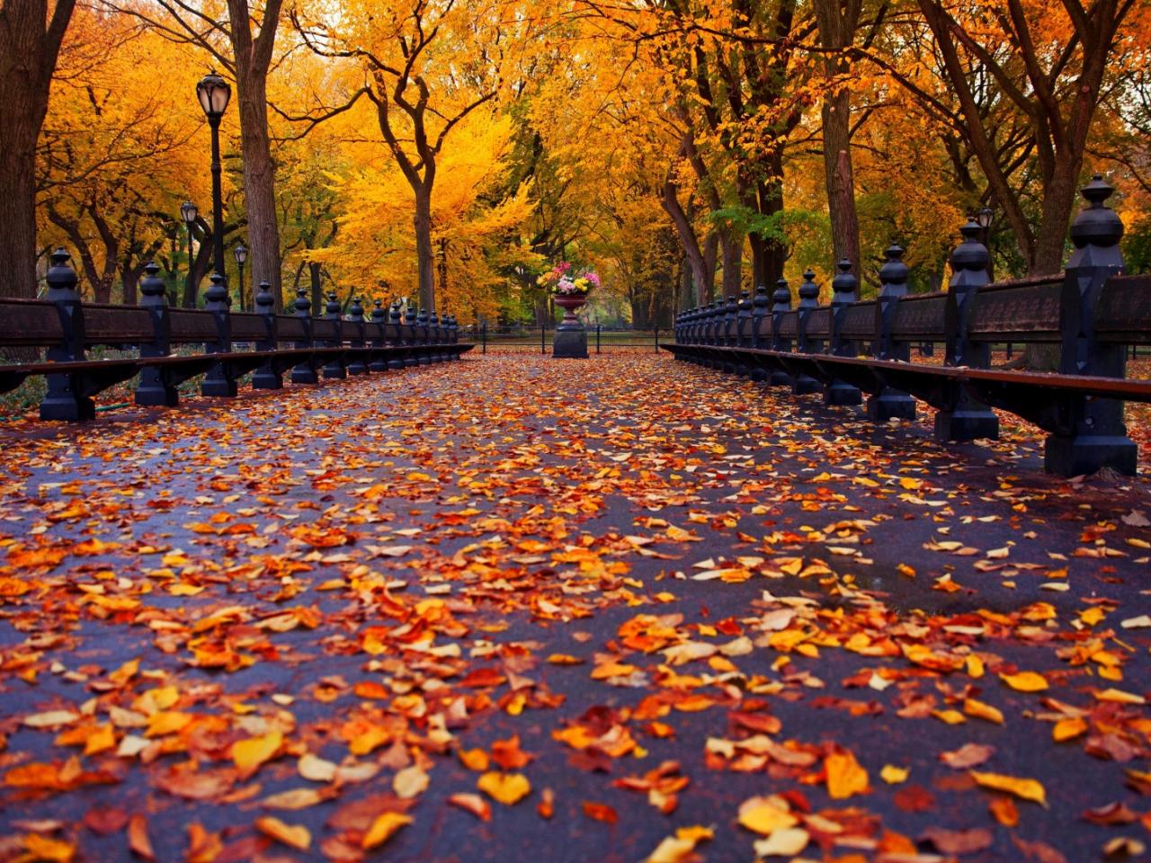 обои Осенняя аллея в парке фото