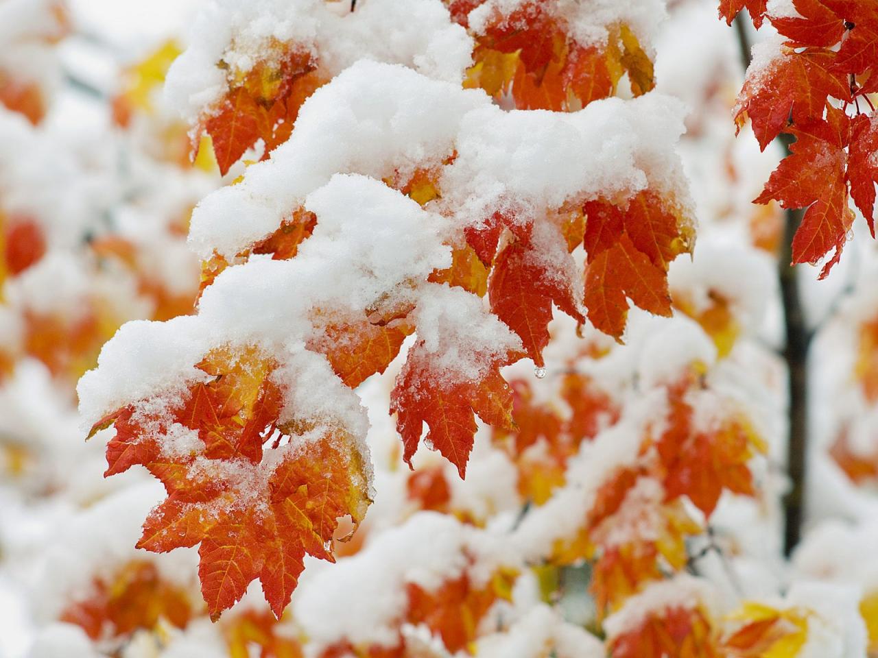 обои Красные листья покрытые снегом фото