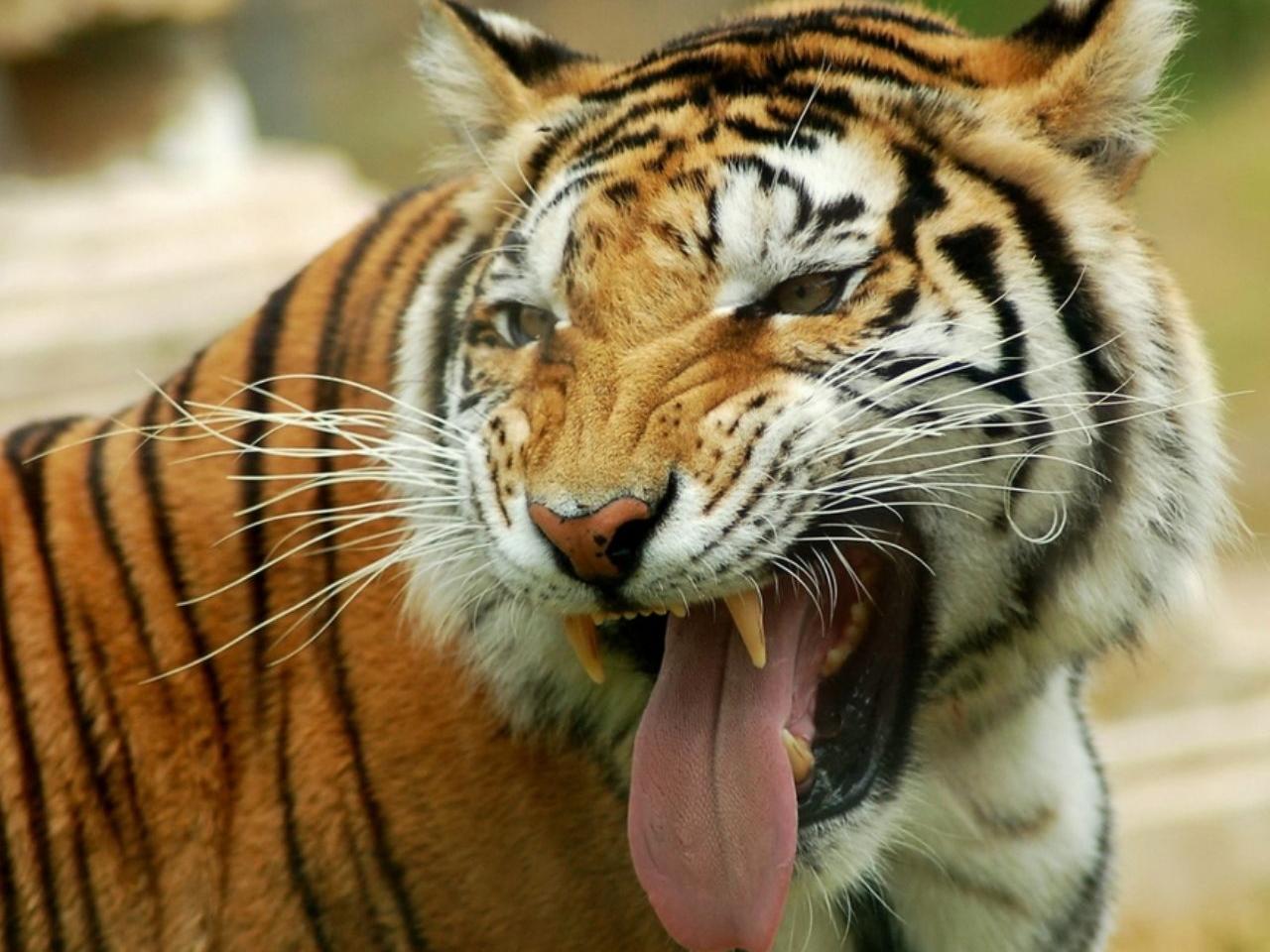 обои Язык тигра фото