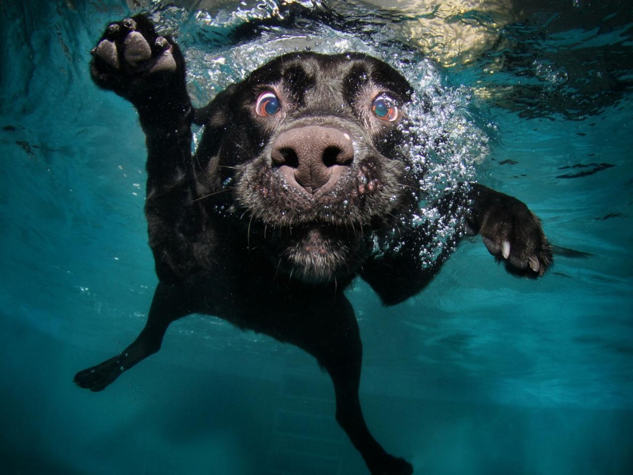 обои Заплыв черного пса под водой фото