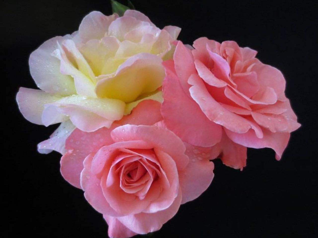 обои Три розы в каплях фото