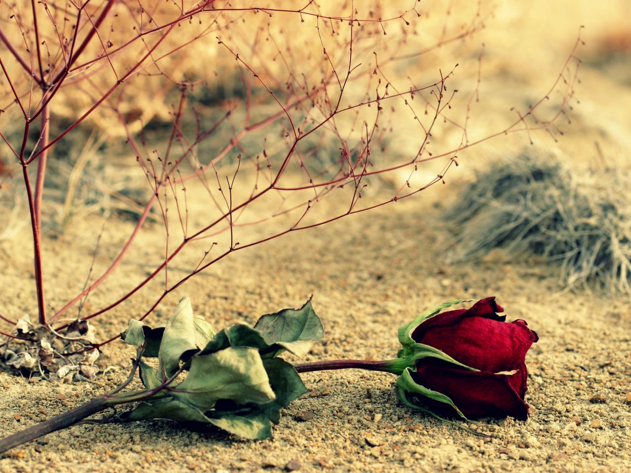 обои Увядшая роза на весенней земле фото