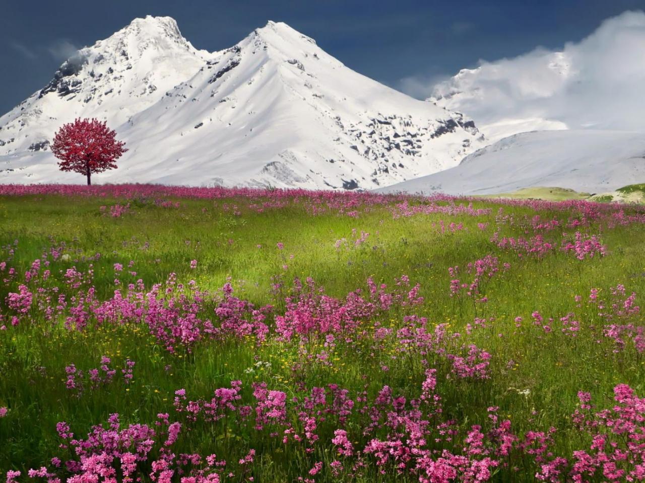 обои Цветущая поляна у снежных гор фото