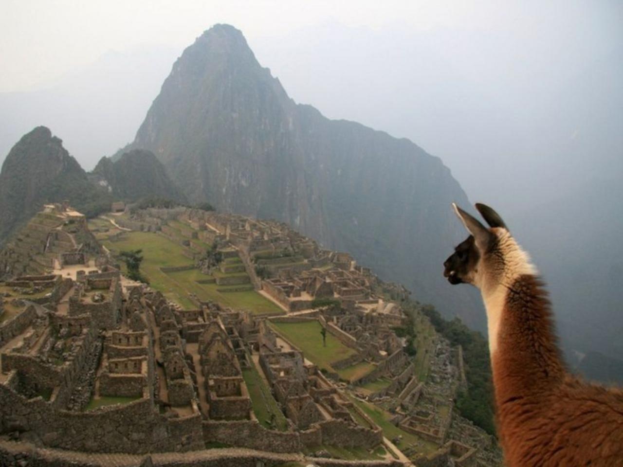обои Лама смотрит на древний город в Перу фото