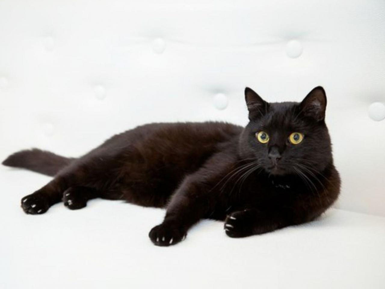 обои Просто чёрный кот фото