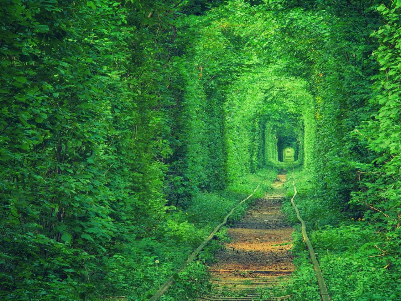 обои Светлый зеленый тоннель фото