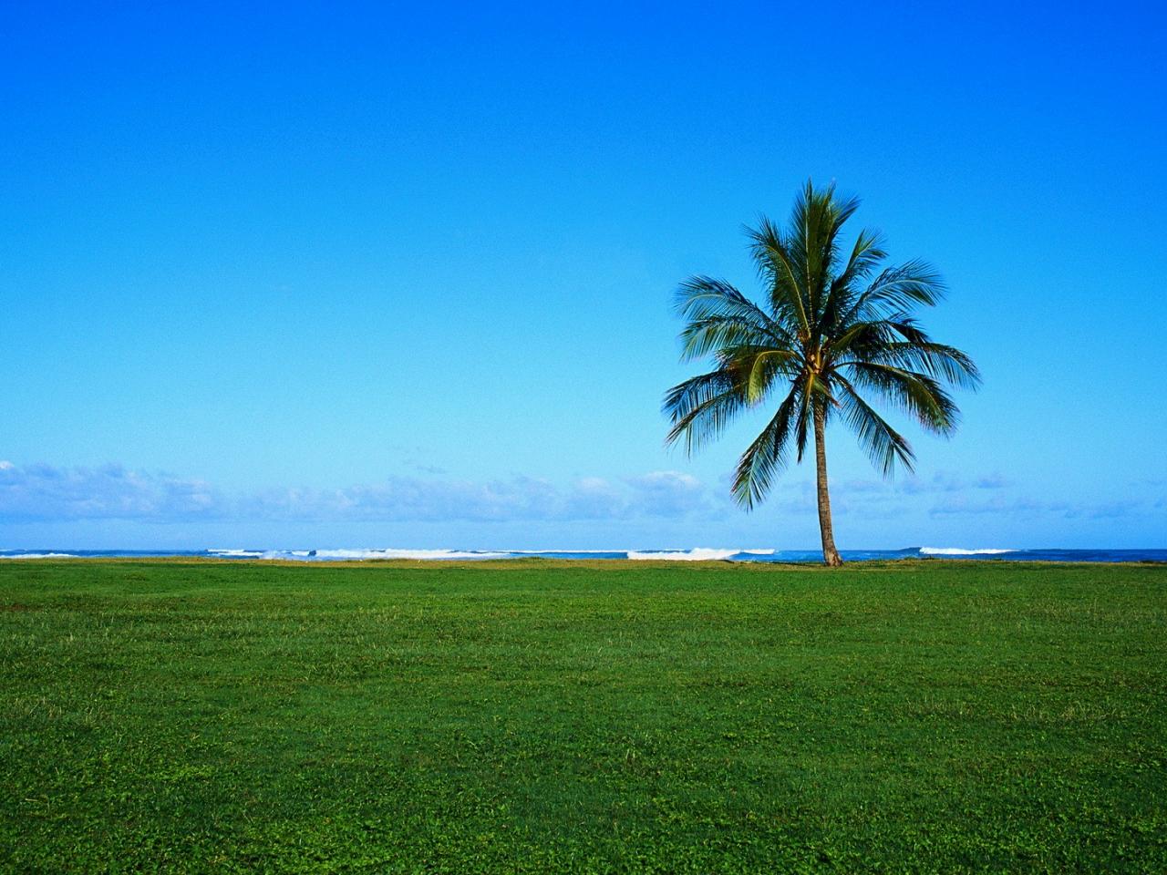 обои Одинокая пальма на берегу океана фото