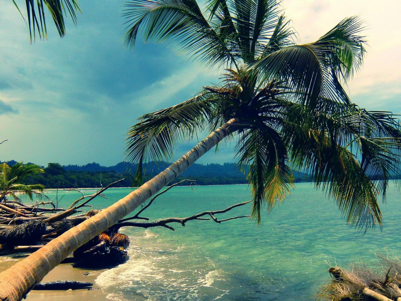 обои Наклоненная пальма в океан фото