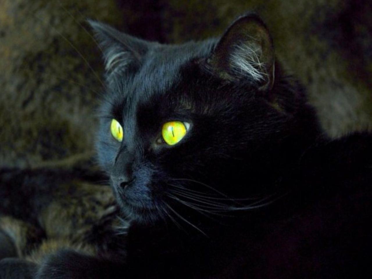 обои Чёрный кот с жёлтыми глазами фото