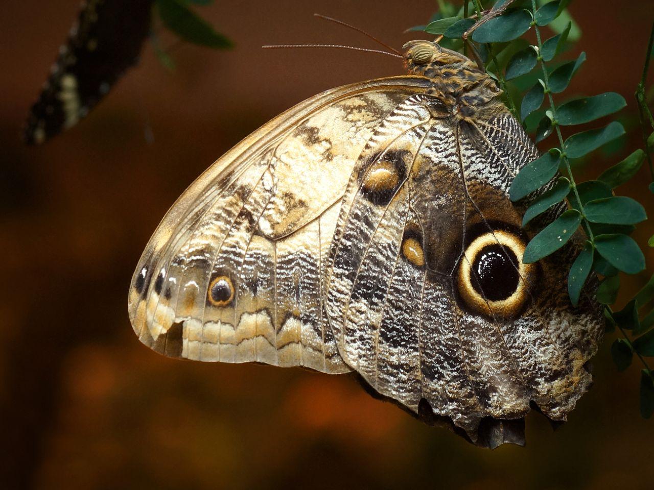 обои Калиго - ночная бабочка фото