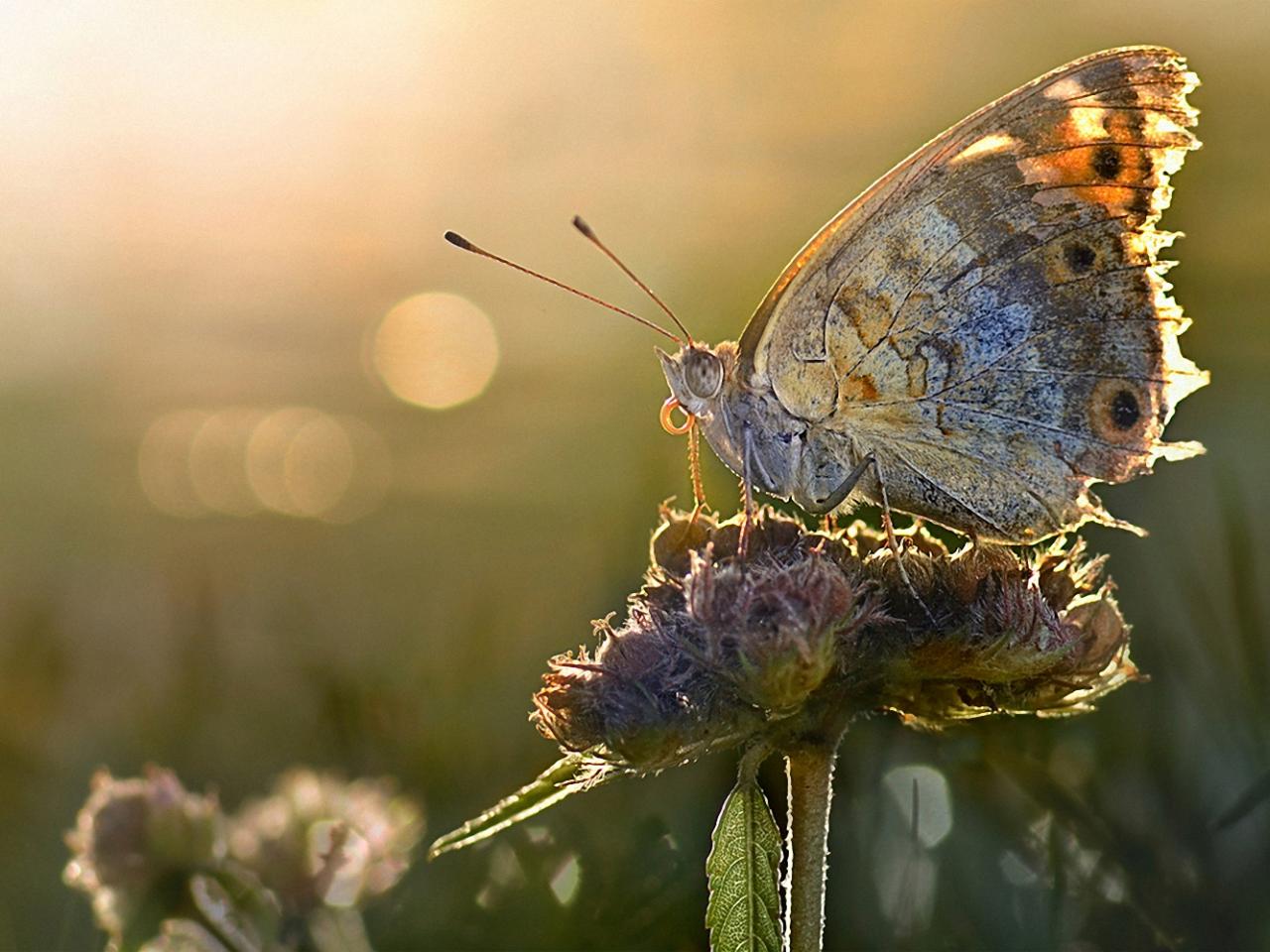обои Серая бабочка на цветке фото