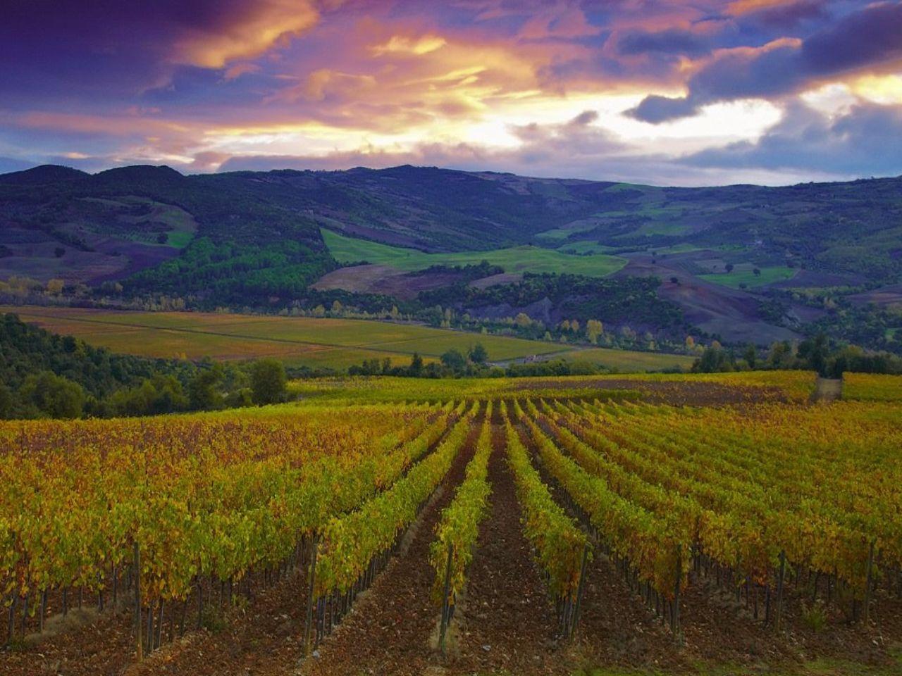 обои Осень на виноградниках Тосканы. Италия фото