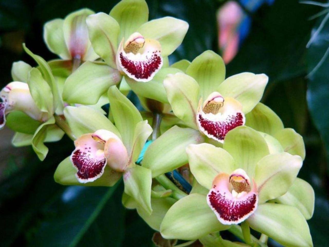 обои Орхидеи в крапинку фото