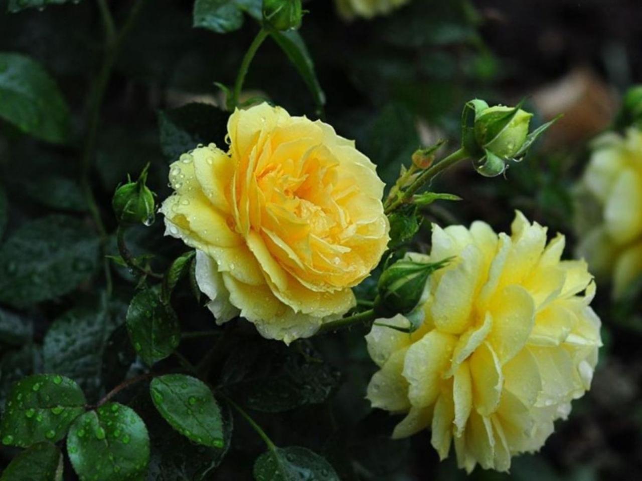 обои Жёлтые розы под дождём фото