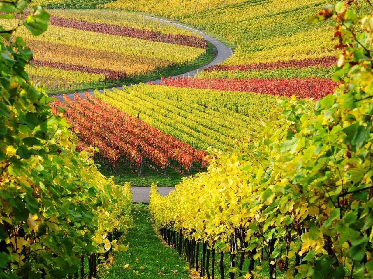 обои Виноградные поля осеннего Крыма фото