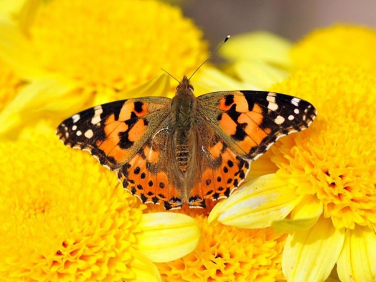 обои Бабочка на жёлтых цветах фото