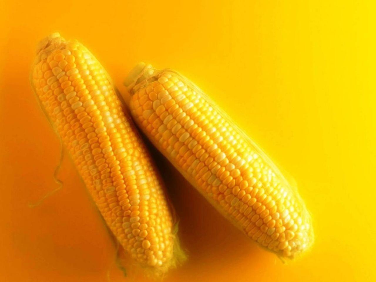 обои Жёлтая кукуруза фото