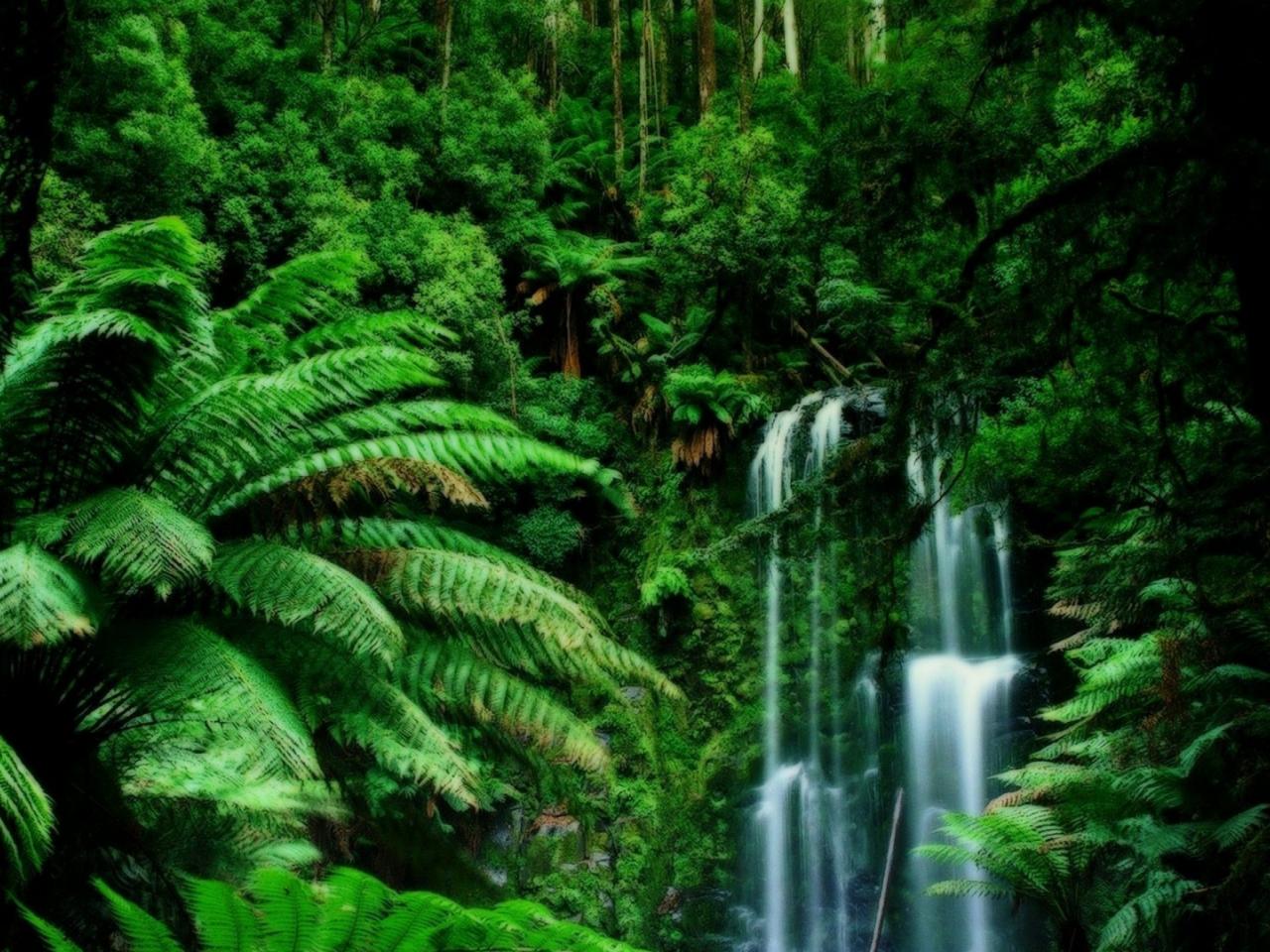 обои Водопад в густых тропиках фото