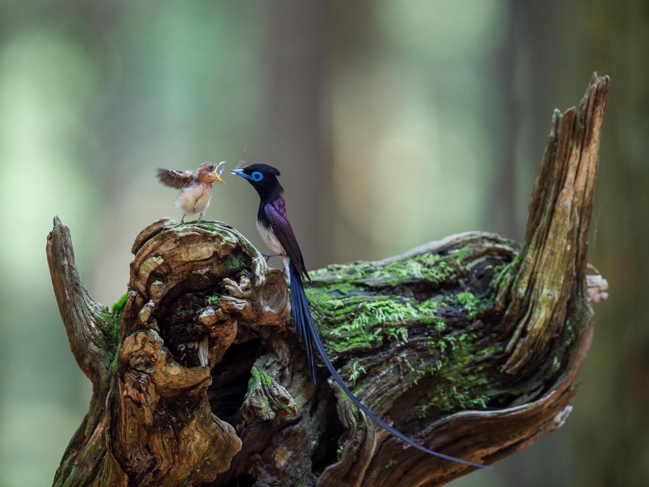 обои Японская райская мухоловка кормит птенца фото