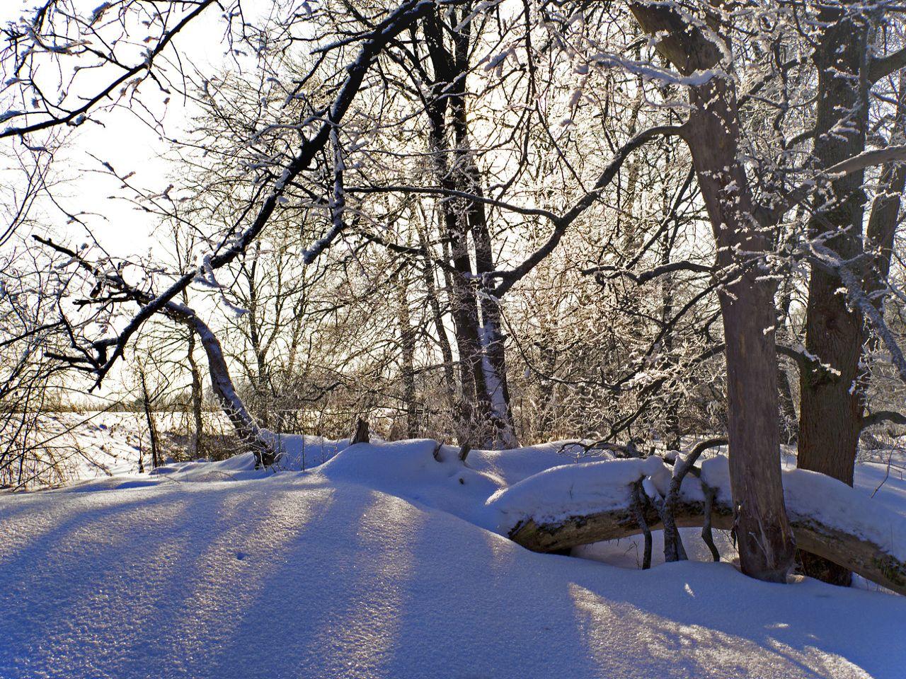 обои Пушистый снег и деревья фото
