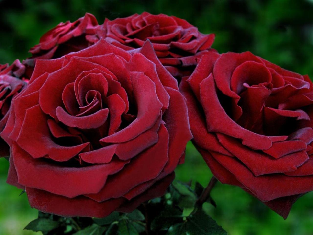 обои Тёмно-красные розы фото