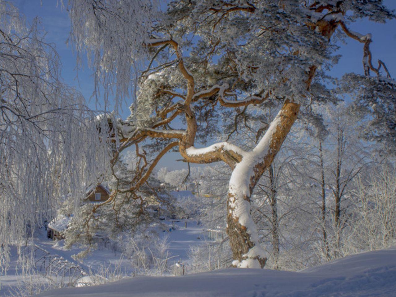 обои Северная сосна в снегу фото
