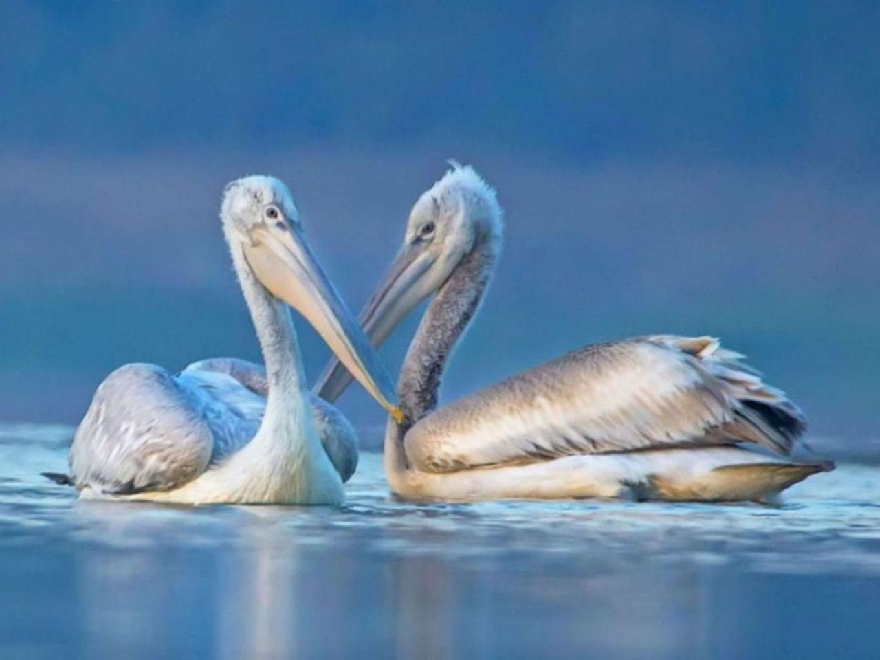 обои Пеликановая пара фото