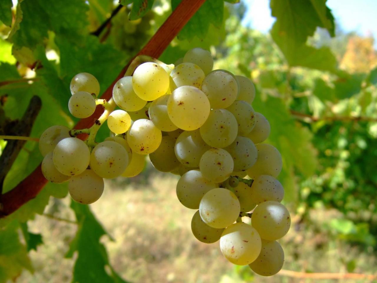 обои Белый виноград фото