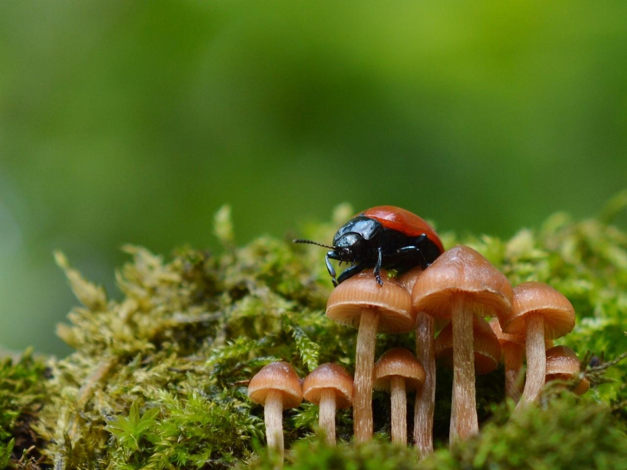 обои Красный жук на грибах фото
