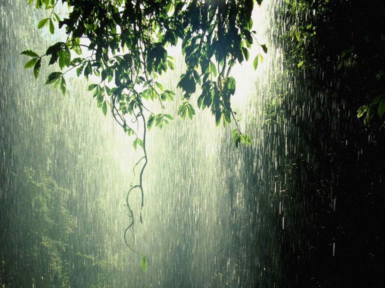 обои Тёплый дождь в лесу фото
