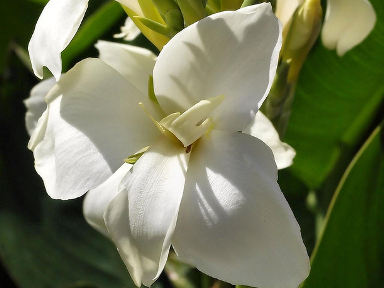 обои Белый цветок Канна фото