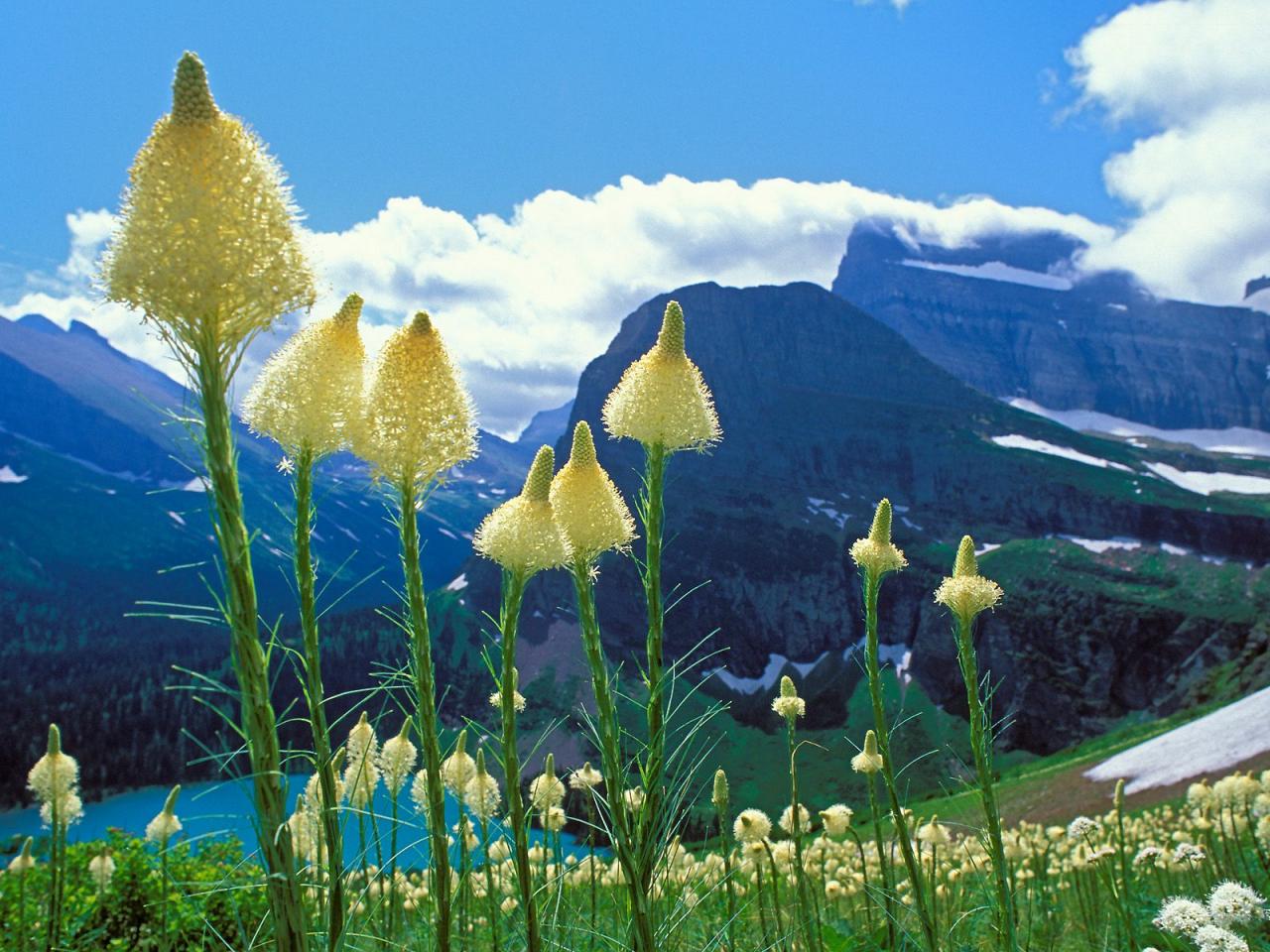 обои Beargrass, Grinnell Lake, Glacier National Park, Montana фото