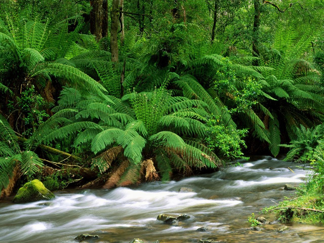 обои Yarra Ranges National Park, Australia фото