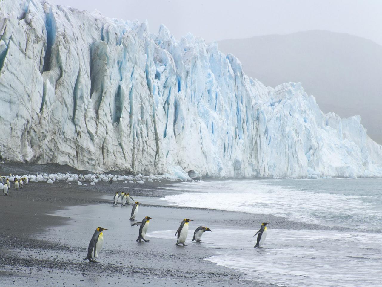 обои King Penguins at the Foot фото