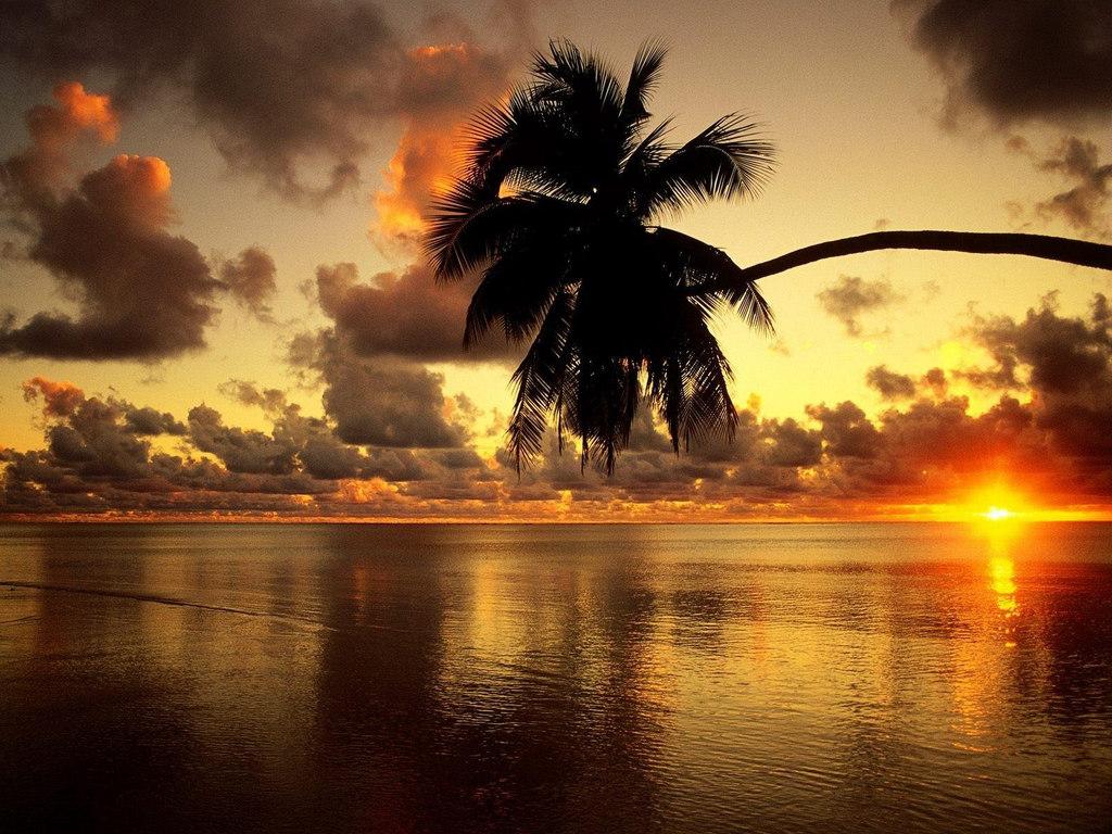 обои Закат, пальма нависает над краем моря фото