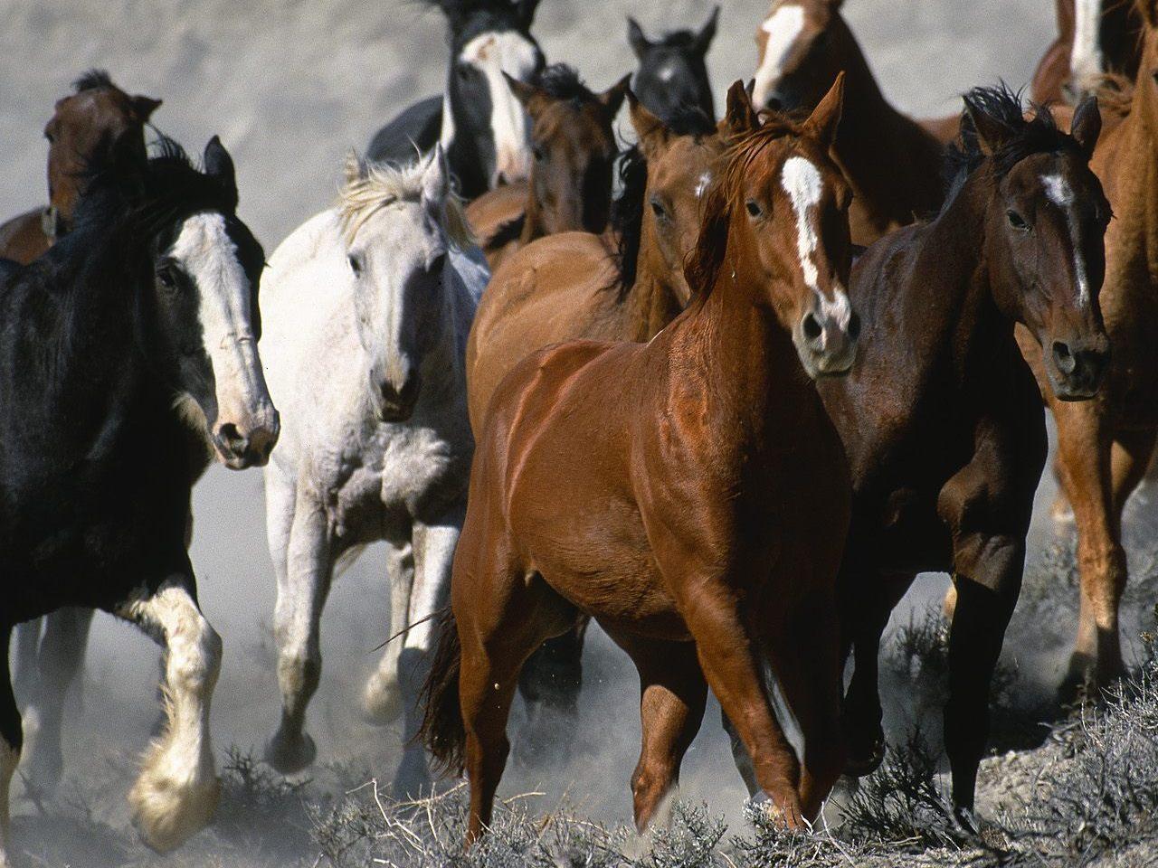 обои Horse Stampede фото